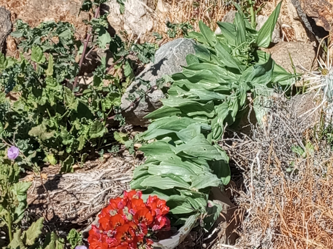 Ecoturismo La Serena-拉塞雷纳必去景点