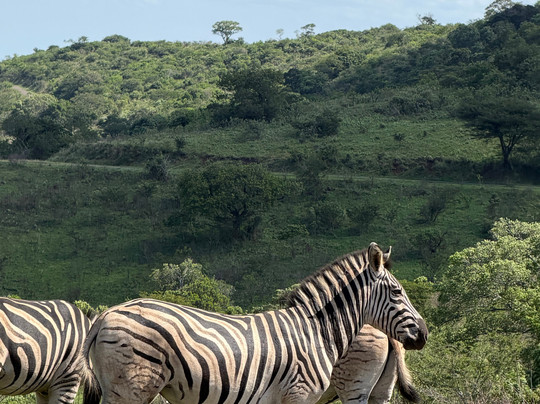 Durban Day Safaris-德班必去景点