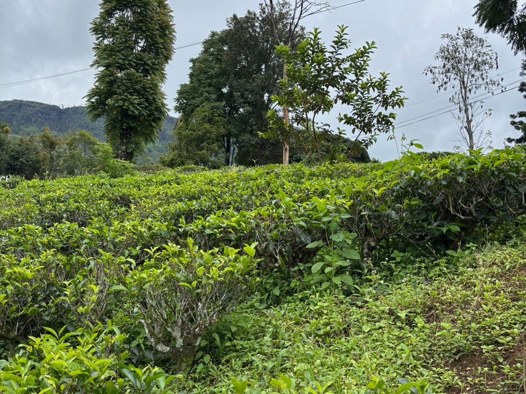 Glenloch Tea Factory-Katukitula必去景点