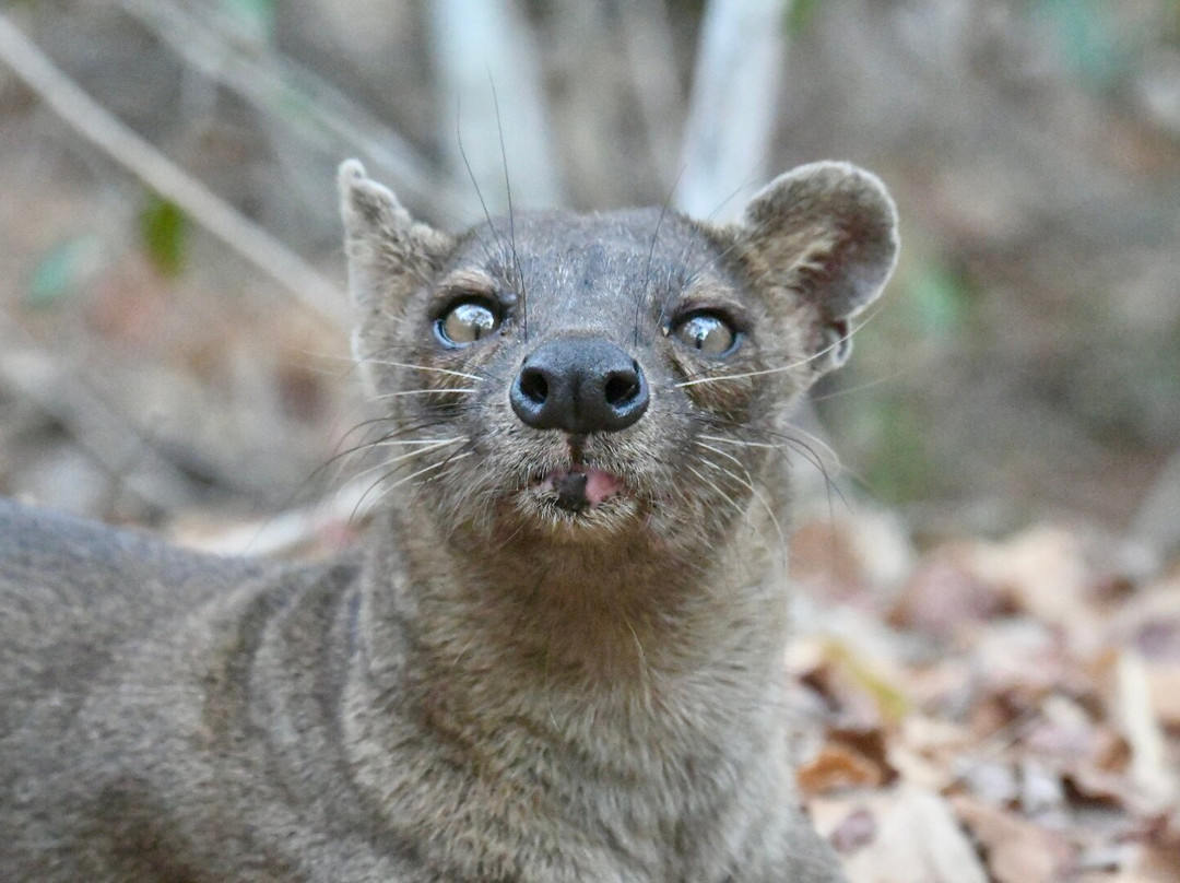 Remote River Expeditions - Madagascar-Morondava必去景点