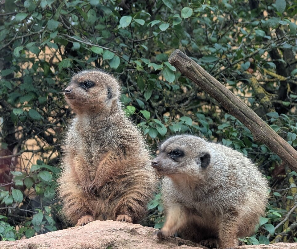 Tiergarten Eisenberg-Eisenberg必去景点
