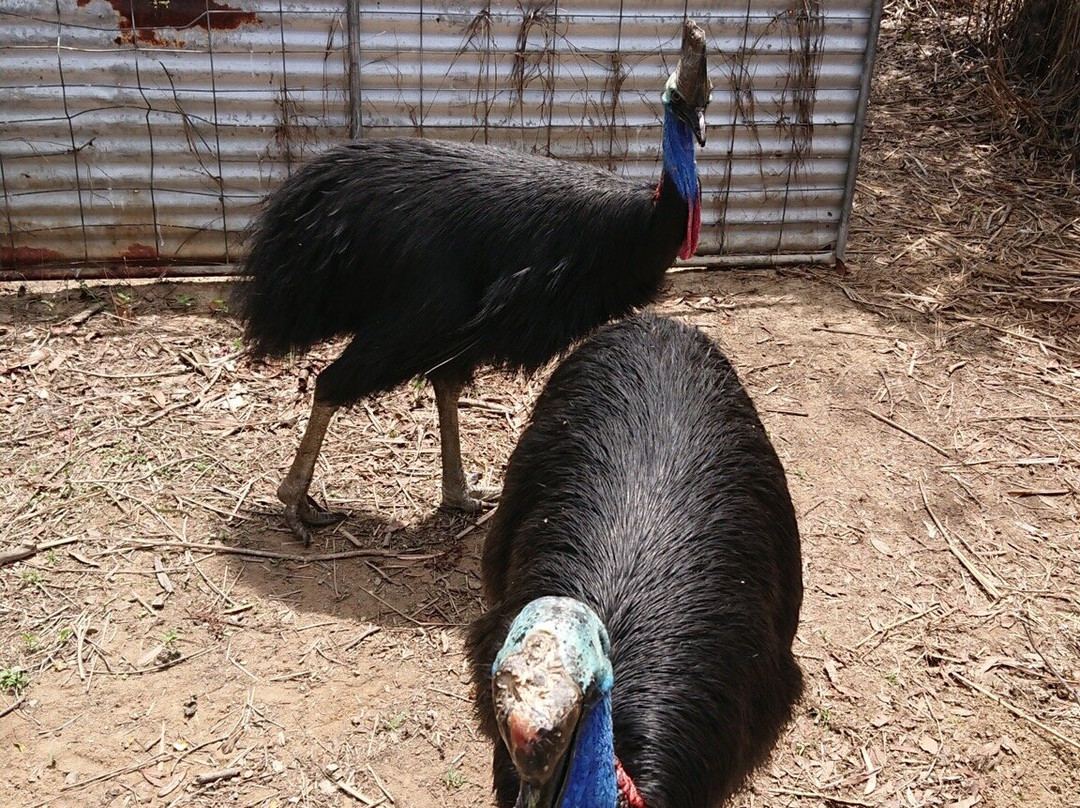 Bredl's Wildlife-艾尔利滩必去景点