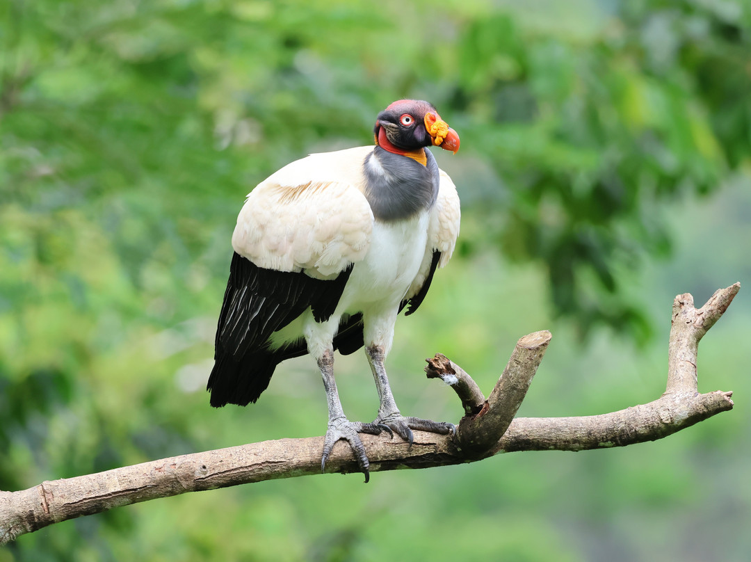 Peru Amazon Expeditions-Manu必去景点