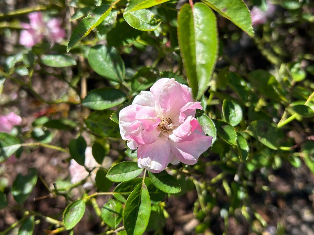 Downtown Winter Garden-Winter Garden必去景点