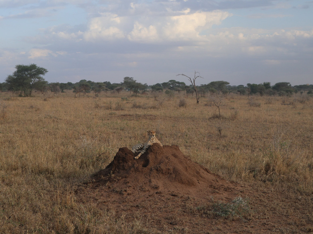 RA Safaris-阿鲁沙必去景点