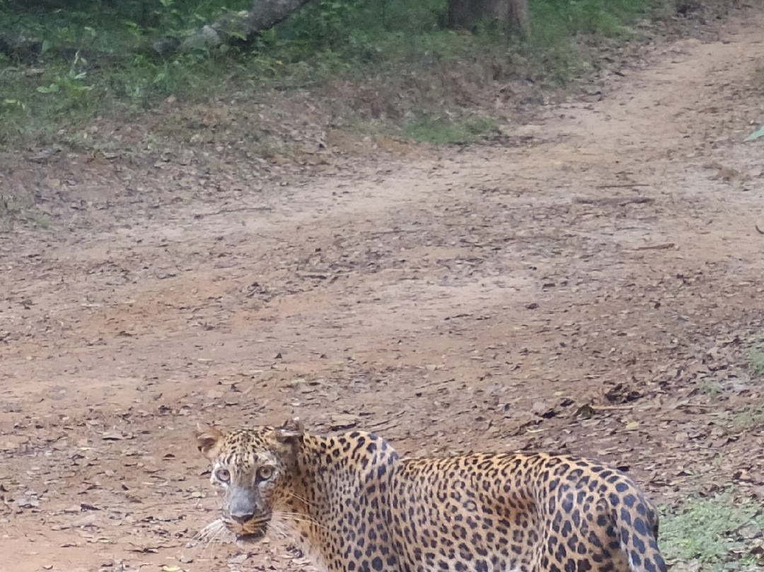Sweet Home – Wilpattu Safari (Shared & Private), Traditional Cooking Classes, Tours & Homestay-阿努拉德普勒圣城必去景点