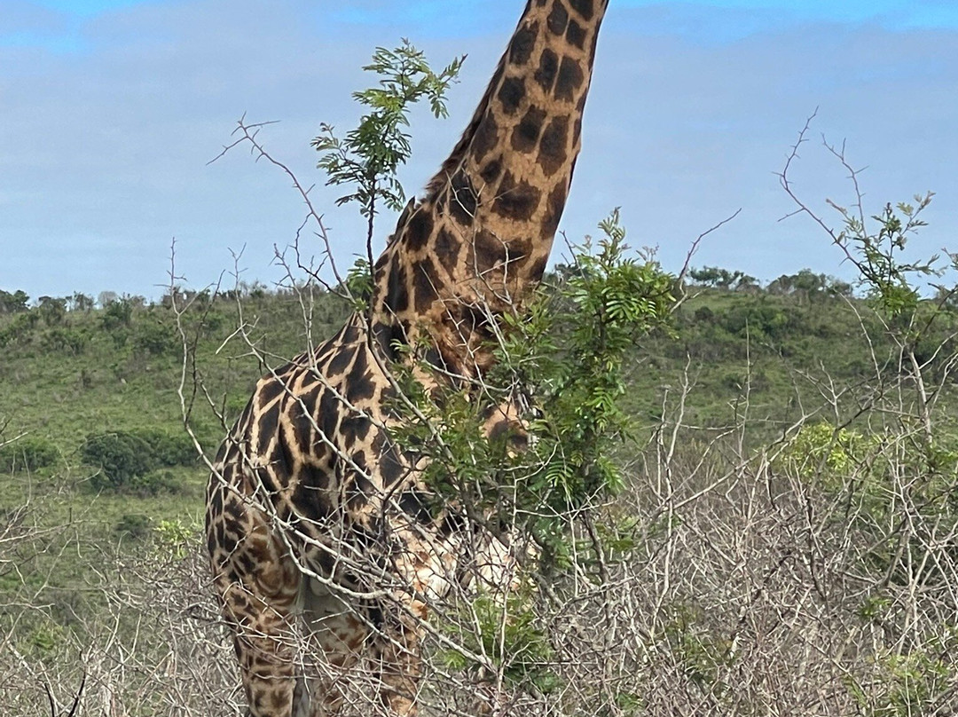 EuroZulu Guided Tours & Safaris-圣露西亚必去景点