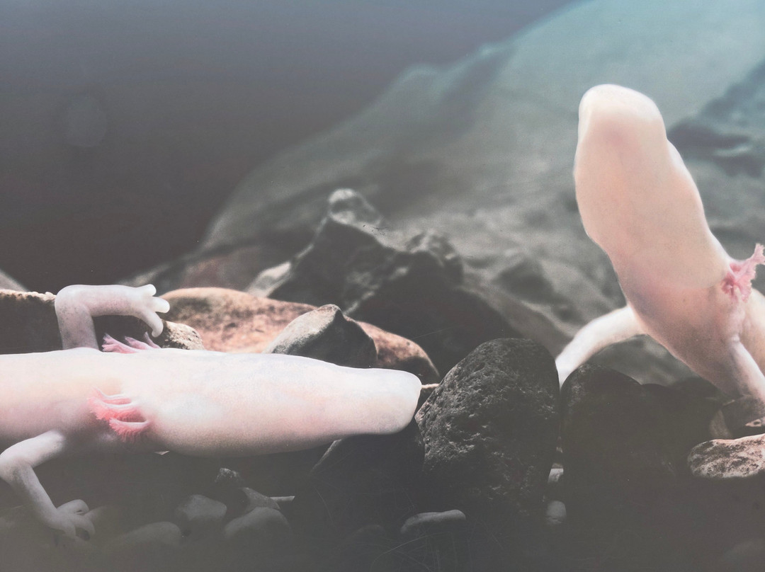 Vivarium-波斯托伊纳必去景点