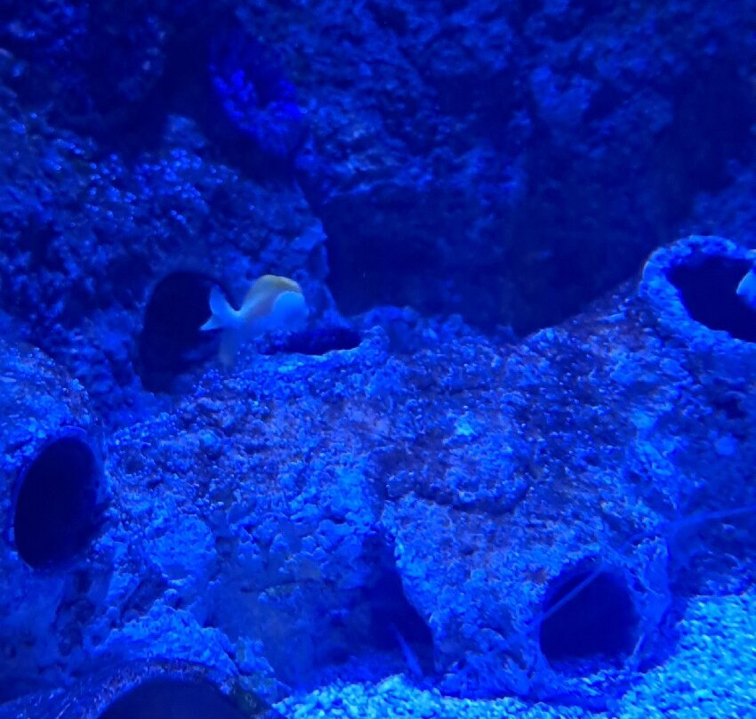 Malta National Aquarium-卡拉必去景点