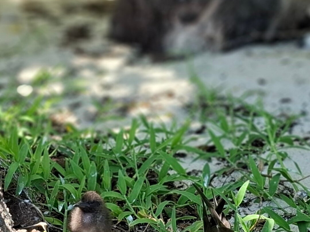 Lady musgrave experience-Burnett Heads必去景点