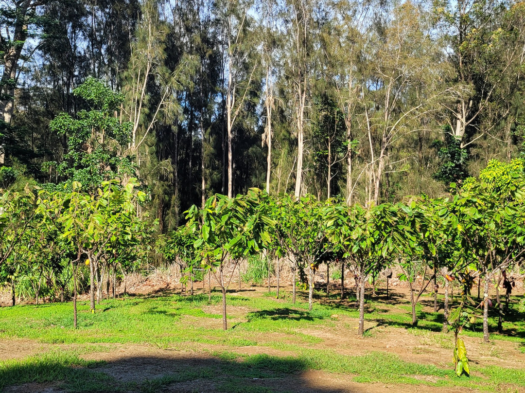 Honokaa Chocolate Co-霍诺卡阿必去景点