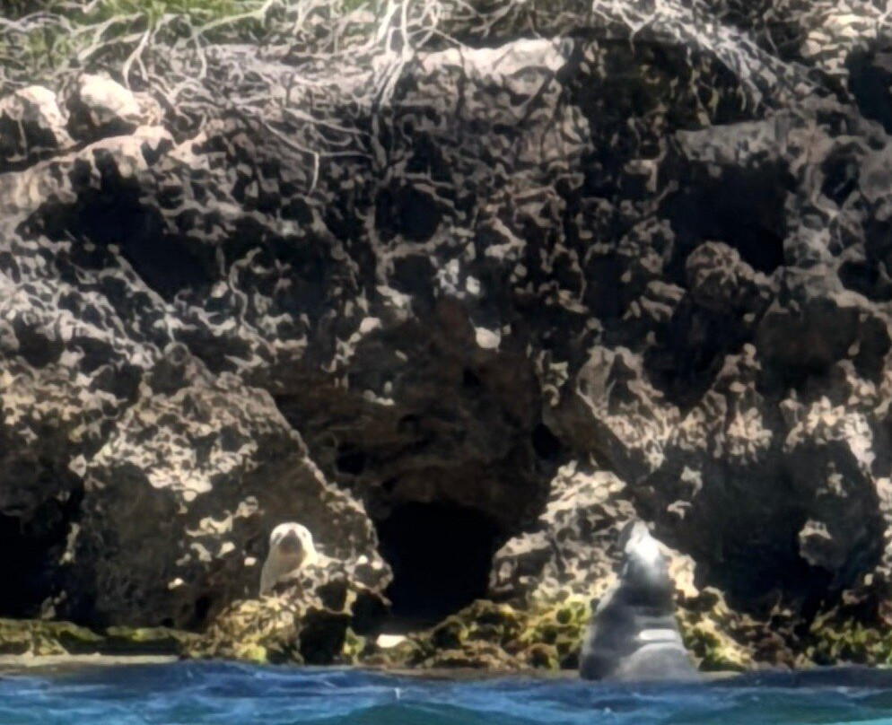 Sea Lion Charters-朱里恩湾必去景点