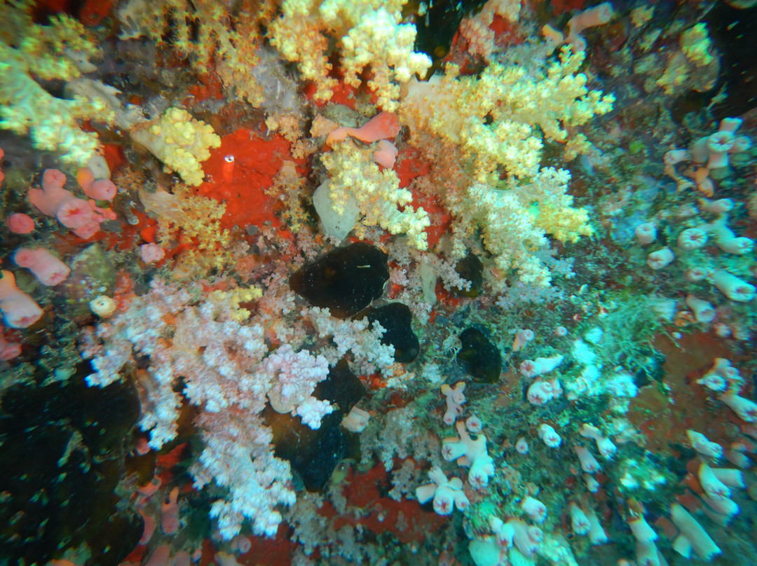 Himmafushi Scuba Adventure-Himmafushi Island必去景点