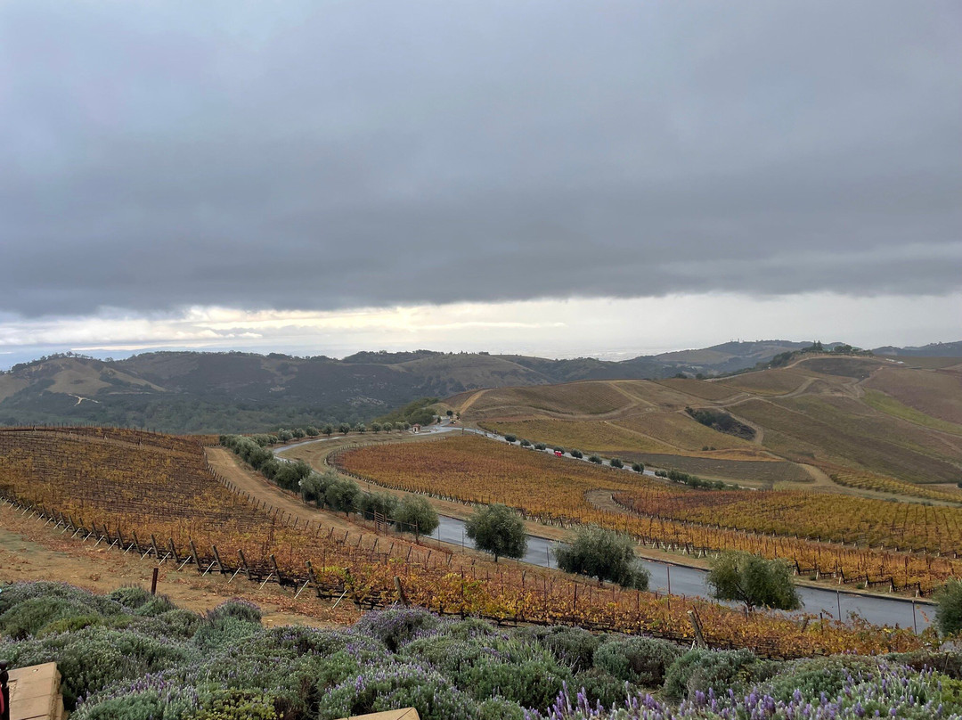 DAOU Vineyards-帕索罗布尔斯必去景点