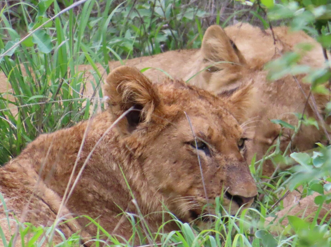 Go Safari-约翰内斯堡必去景点