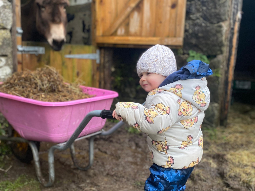 Woolly Experiences, Nercwys, Mold-Mold必去景点