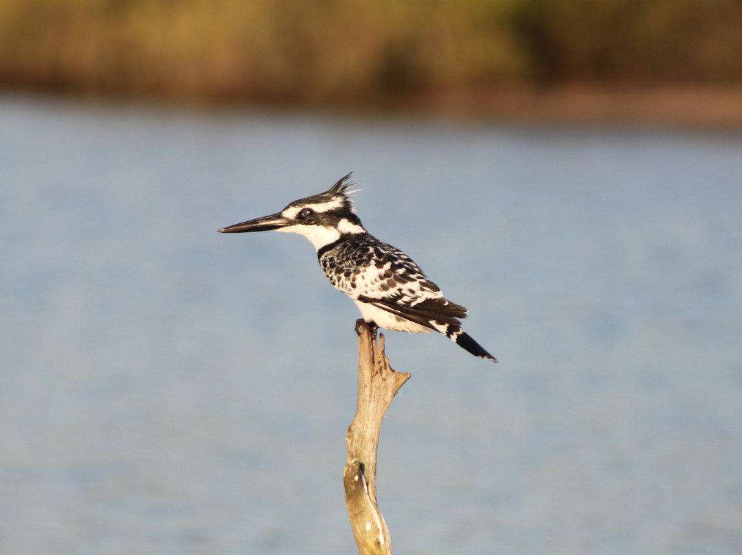 Senegambia Birding-Mandinari必去景点