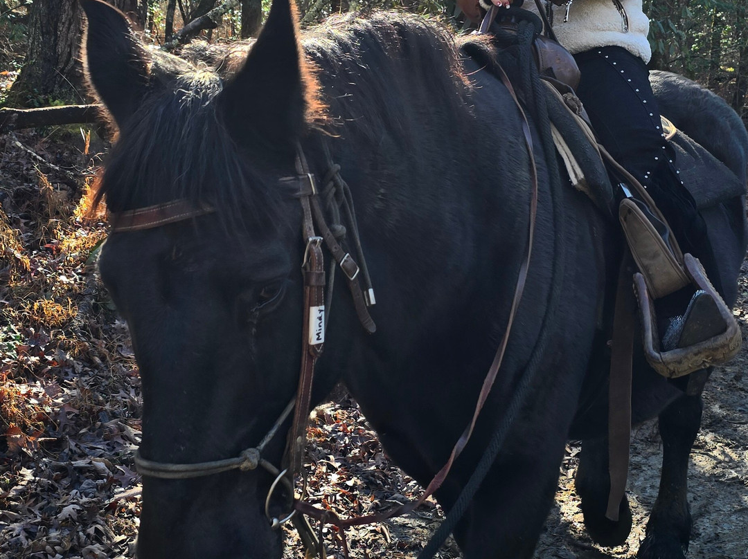 Cades Cove Riding Stables-汤森必去景点