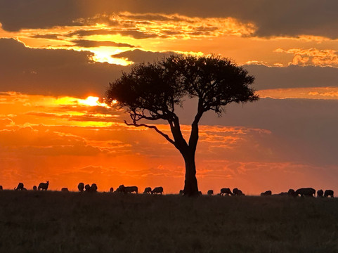 Crowned Eagle Safaris Limited-内罗毕必去景点