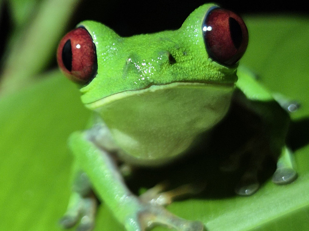 Eco Expeditions CR-希门尼斯港必去景点