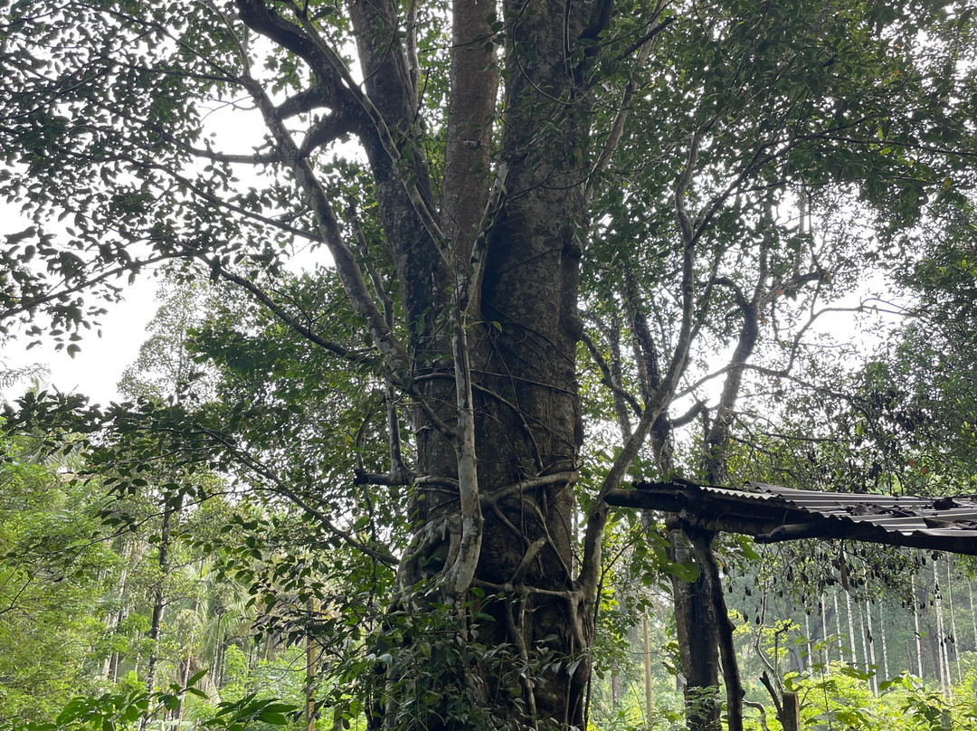 Amara Homestay, Dandeli主图