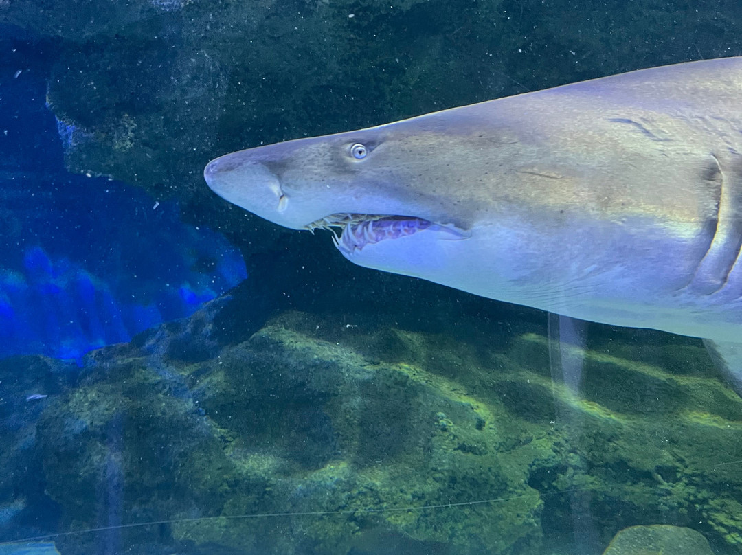 Blue Planet Aquarium-埃尔斯米尔港必去景点