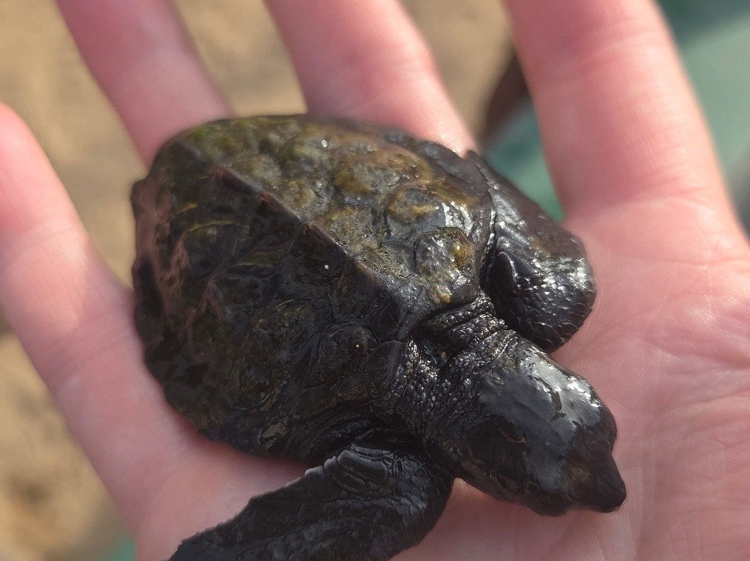 黑卡杜瓦海龟孵化场-希克杜沃必去景点