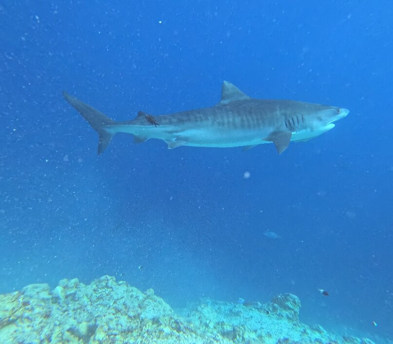 Scuba Butler Fuvahmulah-Fuvahmulah必去景点