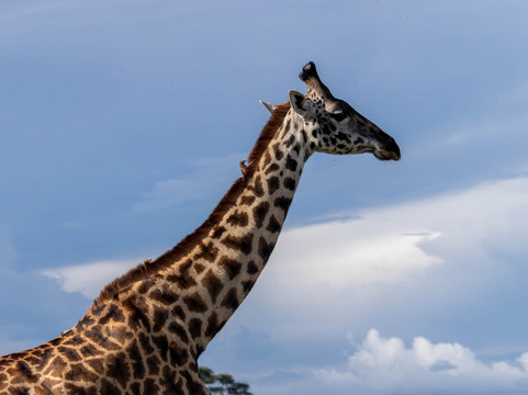 Akshar Tours And Safaris-姆万扎必去景点