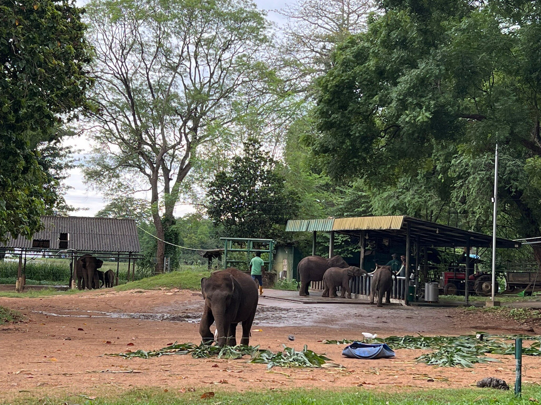 Elephant Transit Home (ETH)-乌达瓦拉维国家公园必去景点
