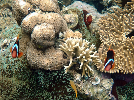 The Village Bunaken Resort主图