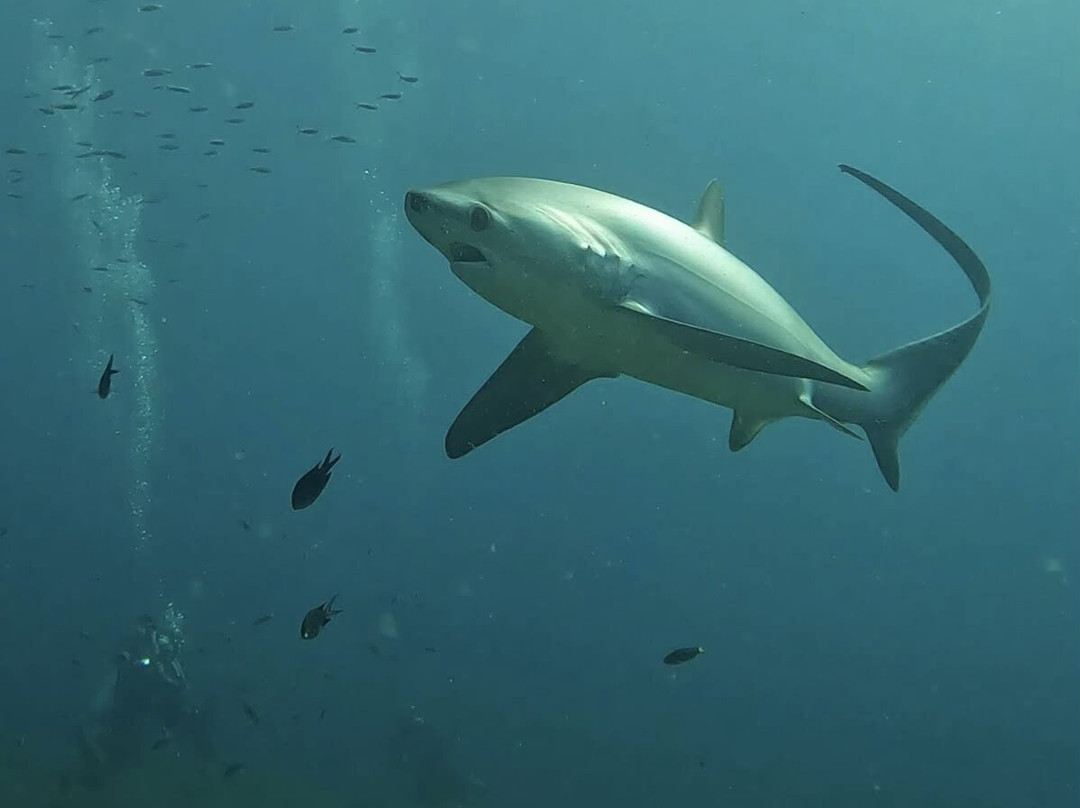 Mbi Divecenter-妈妈拍丝瓜岛必去景点