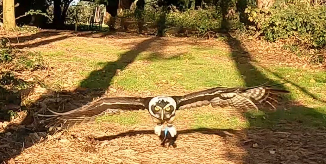 Bird of Prey Experiences - Hawkeye Falconry UK-Thoresby必去景点