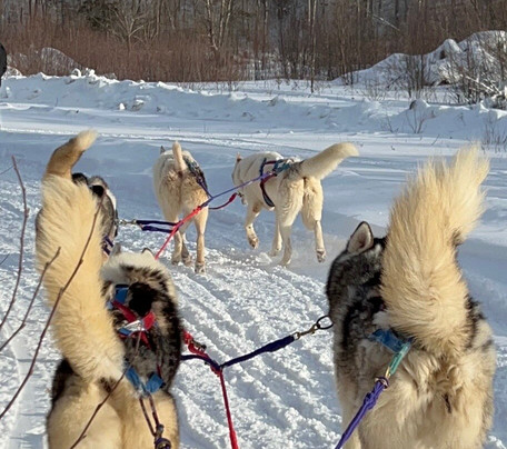 Winterdance Dogsled Tours-Haliburton必去景点