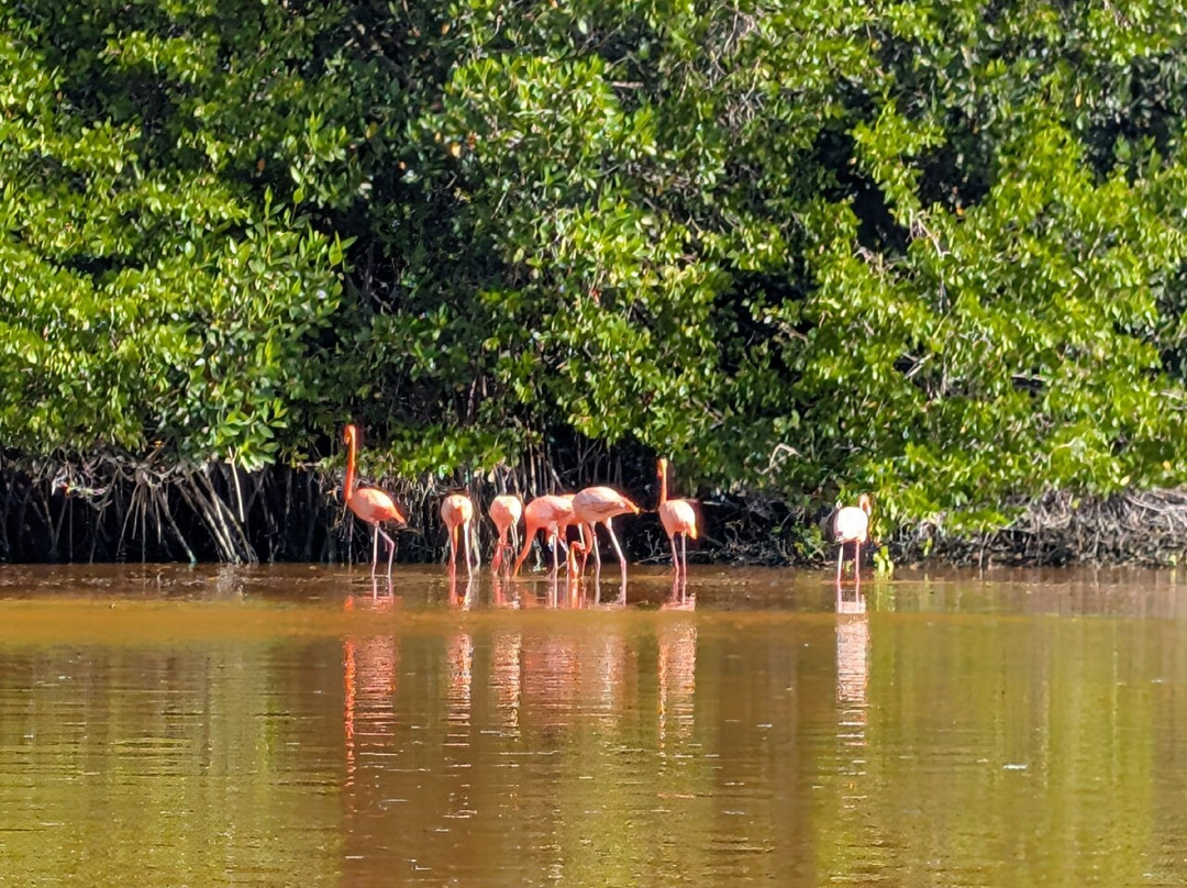 Guardianes De Los Manglares De Dzinintún-塞莱斯顿必去景点