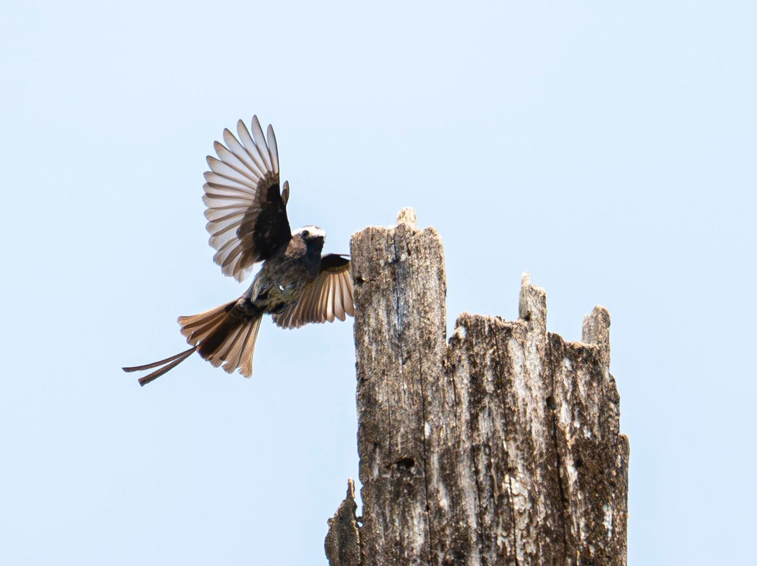 Refugio de Aves Alexander Skutch Los Cusingos-San Isidro del General必去景点