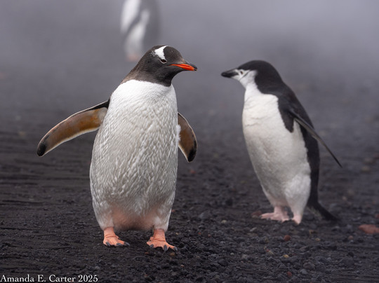 Backcountry Journeys-弗拉格斯塔夫必去景点