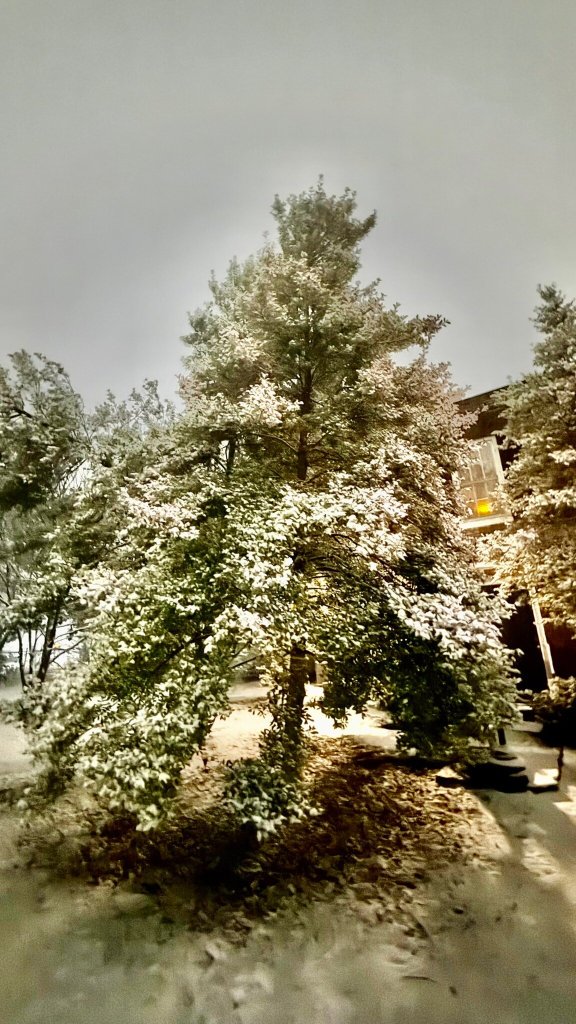 Bourbon Manor Bed & Breakfast Inn-官方