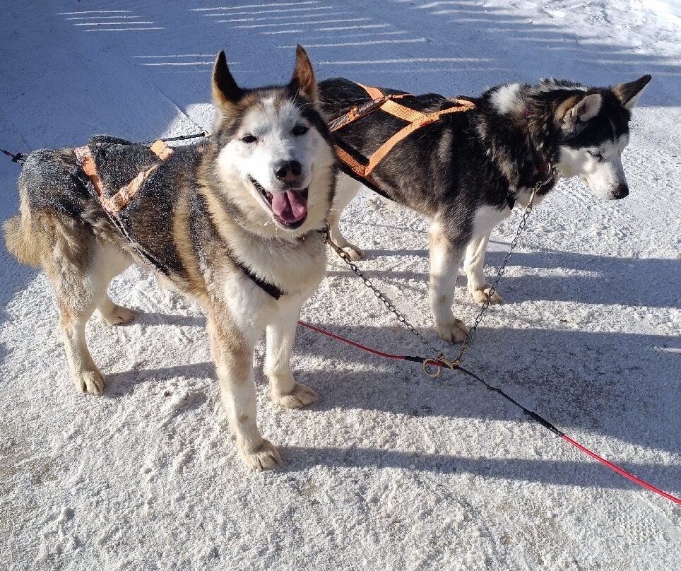 Centro Italiano Sleddog Husky Village-Valdidentro必去景点
