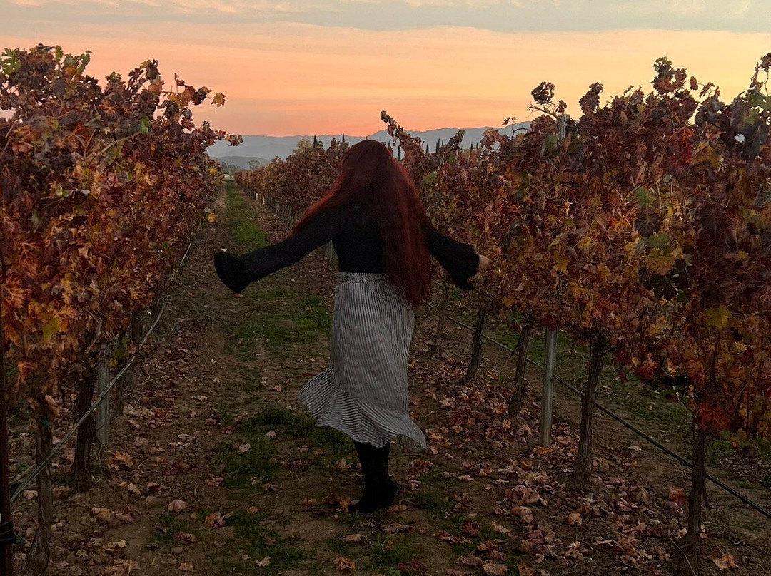 Ponte Winery-特曼库拉必去景点