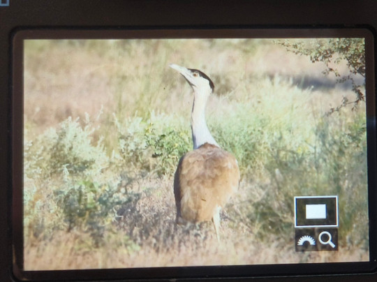 Desert National Park- Safari-杰伊瑟尔梅尔必去景点