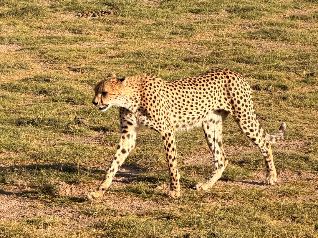 Essenia Safari Experts-内罗毕必去景点