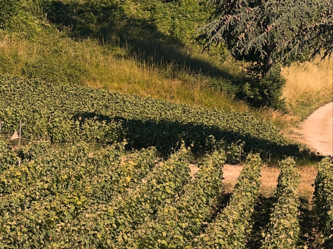 Champagne Chateau de Boursault-Boursault必去景点