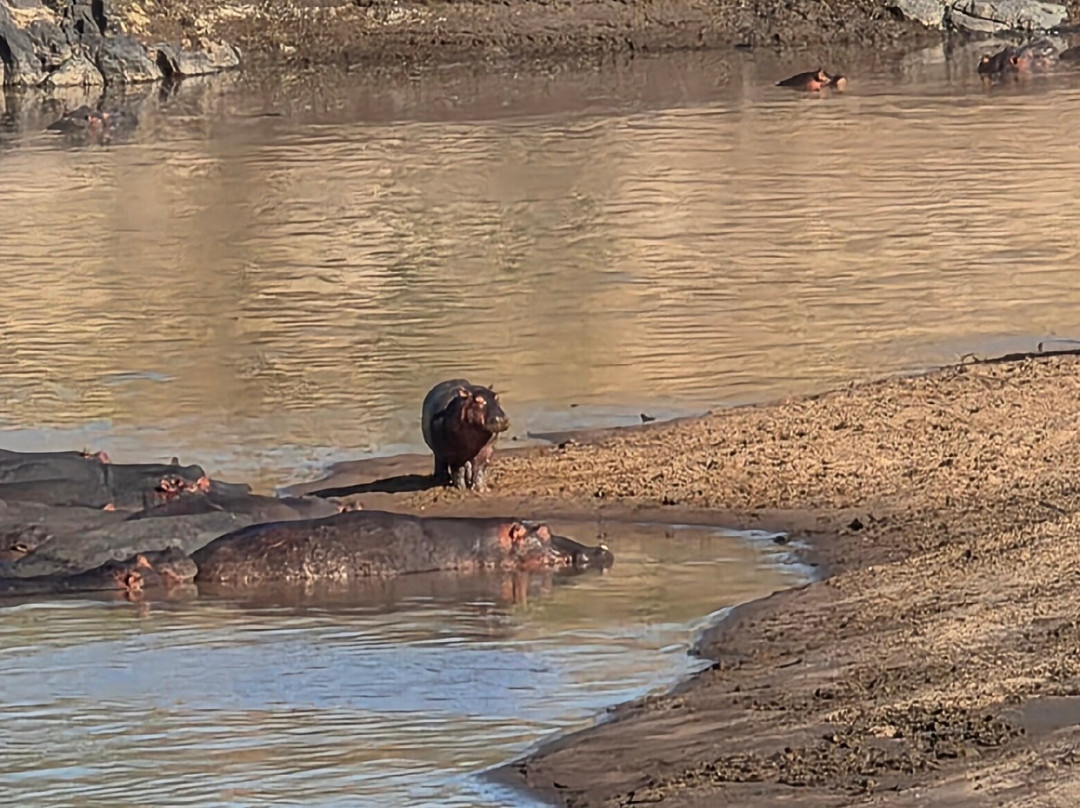 Designer Safari-内罗毕必去景点