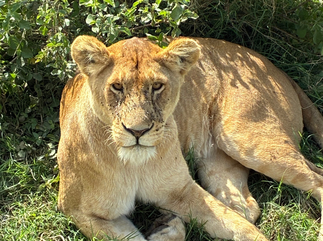 Wild Authentic Tanzania-阿鲁沙必去景点