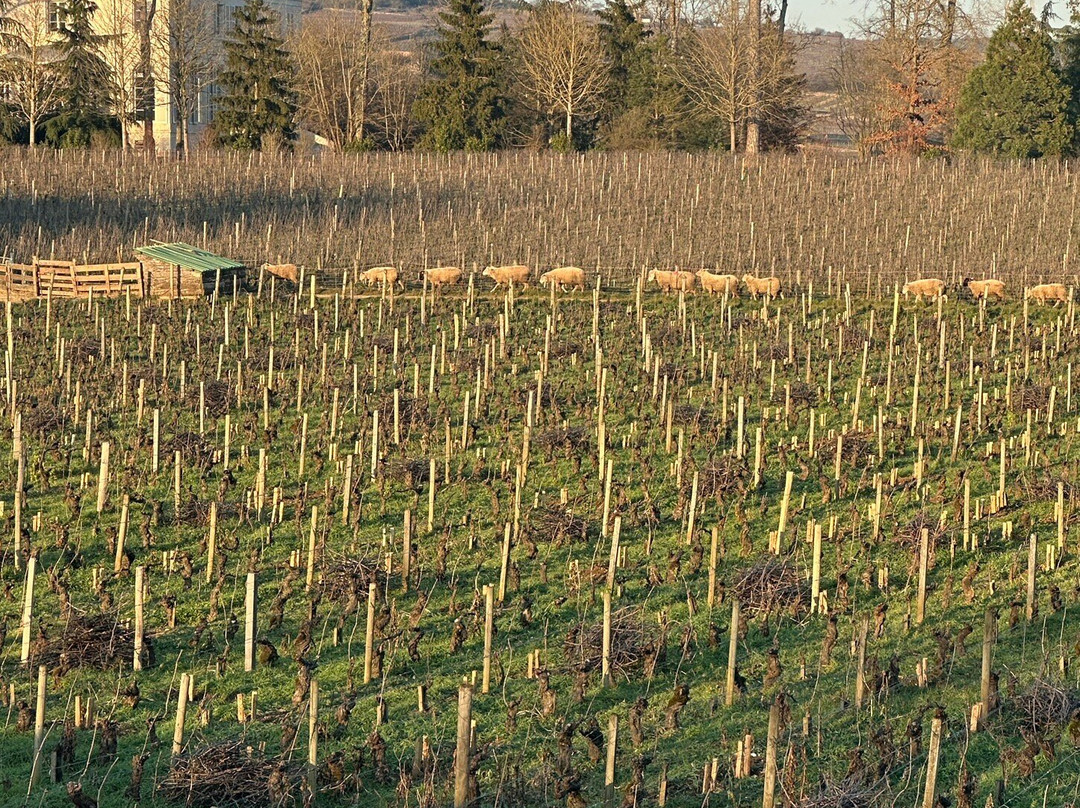 Kanpai Tourisme-里昂必去景点