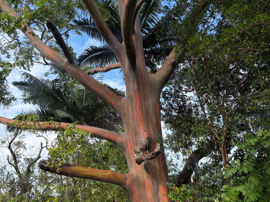 Aloha Sunshine Tours-火奴鲁鲁必去景点
