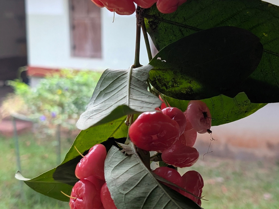 Thonikadavu-Kasaragod必去景点