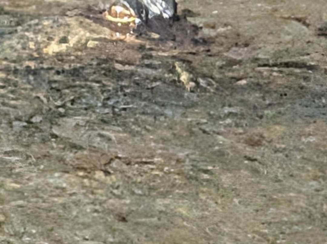 Seminole Wind Airboat tour-阿卡迪亚必去景点