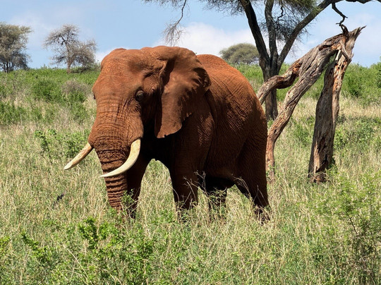 Karibu Safaris-Seefeld必去景点